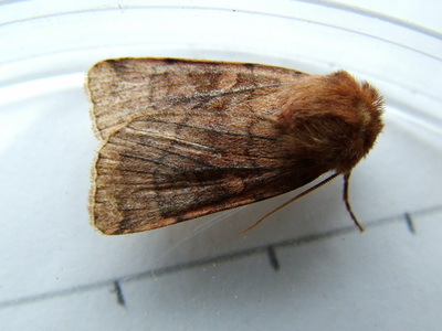 Six-striped Rustic